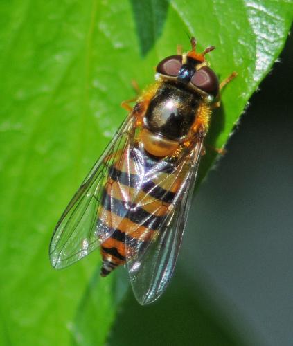 Réf. 322 756 : Epistrophe nitidicollis